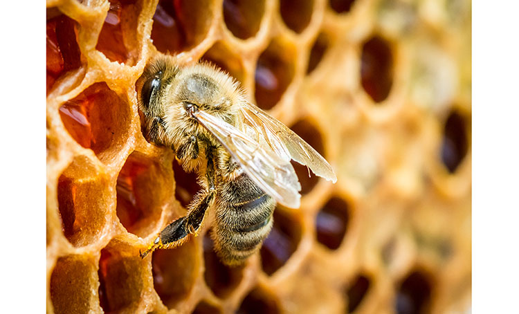 Yadah Moisturizing Mask Pack 25g